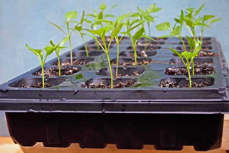 Grow Bags