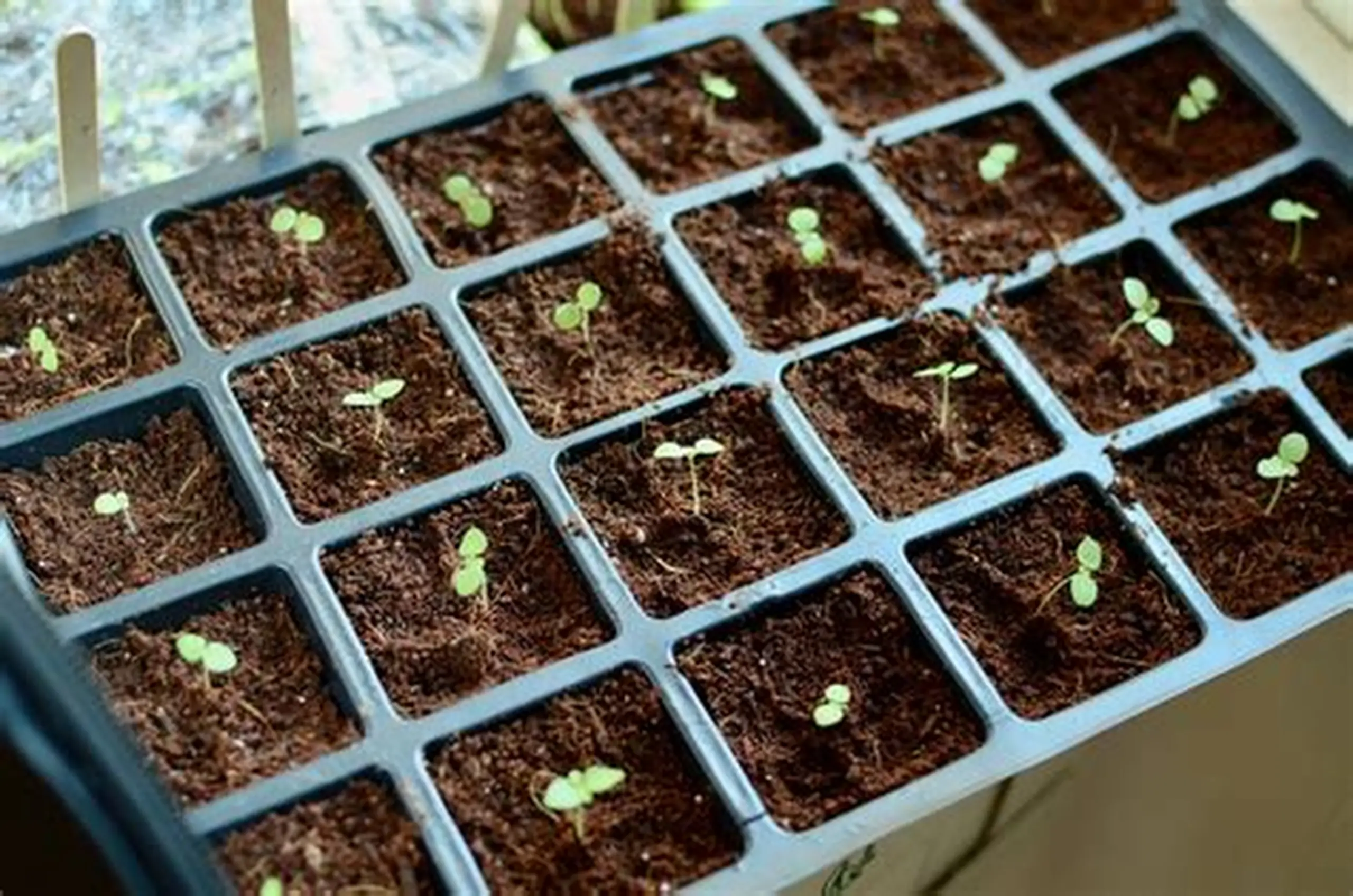Propagation Trays